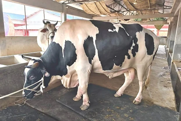 টাঙ্গাইলের ৫৬ মণের ‘মানিক’ এখন কুষ্টিয়ায়, এতিমদের জন্য কোরবানি