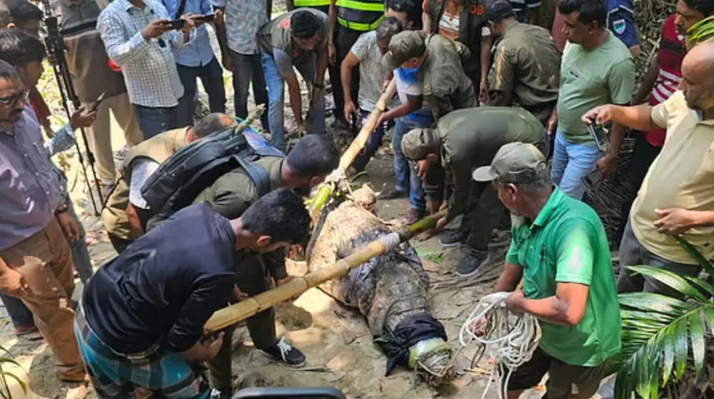 কুমির সরিয়ে নেওয়ায় ক্ষোভ খাদেমের, মাজারের দিঘিতে ফিরিয়ে দেওয়ার দাবি
